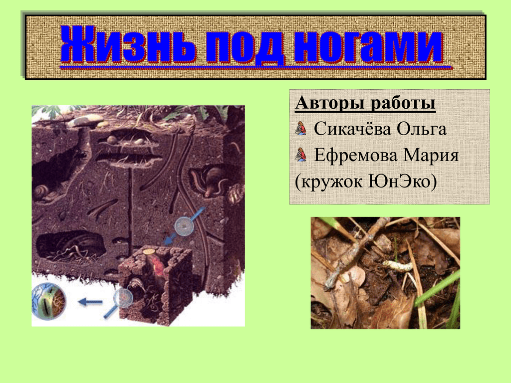 Биотический состав почвы. Почвенно-биотический комплекс это. Плодородие почвы фактор биотический. Жизнь под почвой. Автор по почву.