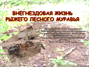 лесные муравьи - Образование Костромской области
