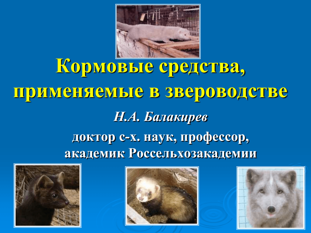 Сообщение на тему звероводство. Звероводство презентация. Зверововодство слайд. Звероводство направления.