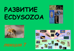Развитие ecdysozoa.