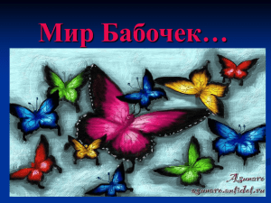Мир Бабочек…