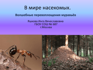 В мире насекомых. Волшебные перевоплощения муравьёв Яшкова Инга Вячеславовна ГБОУ СОШ № 687