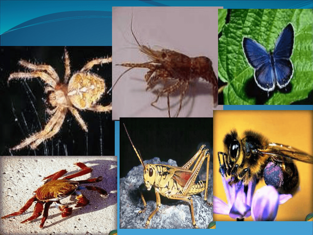 Насекомые относятся к типу членистоногие. Членистоногие насекомые. Разнообразие членистоногих. Класс членистоногих животных. Тип Членистоногие.