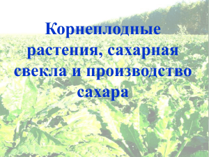 Корнеплодные растения, сахарная свекла и производство