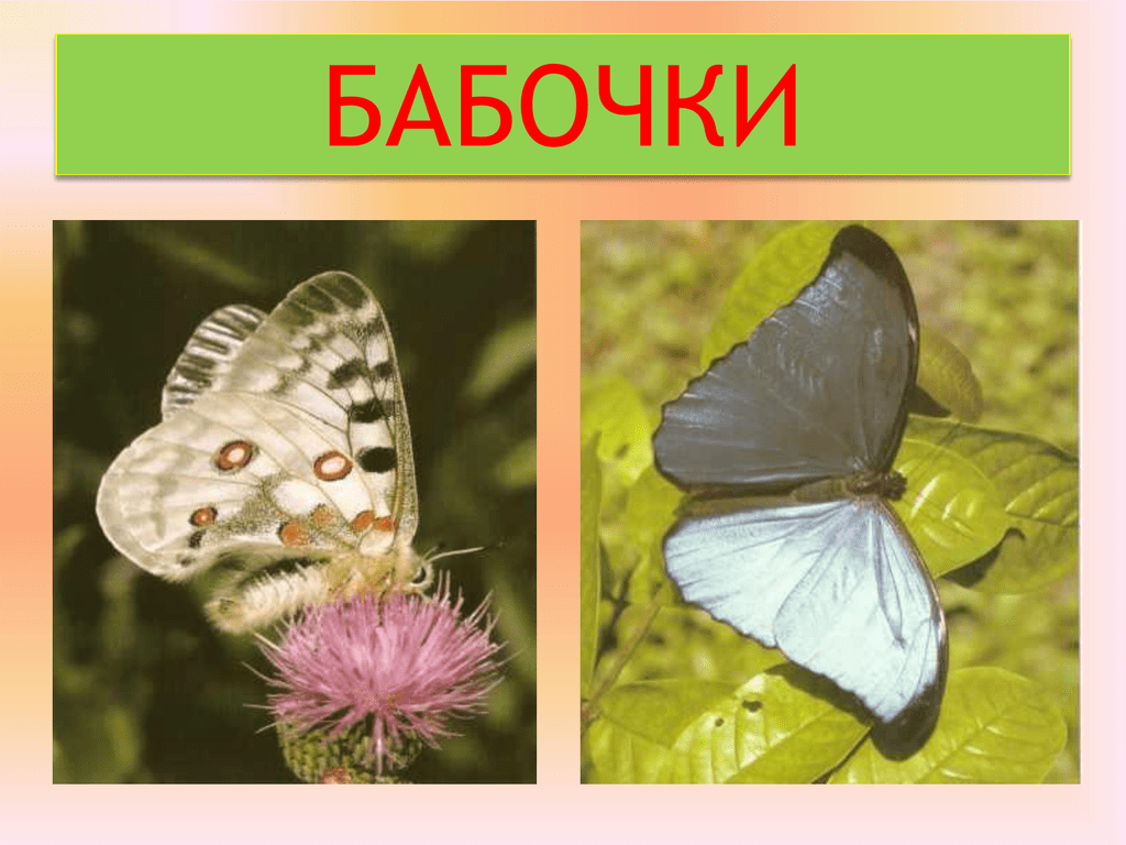 Каких бабочек нельзя увидеть днем на лугу. Бабочки для презентации. Слайды бабочки. Презентация бабочки для дошкольников. Бабочки для презентации для детей.