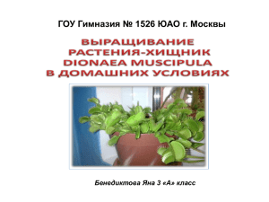 Выращивание в домашних условиях растения хищник Dionaea