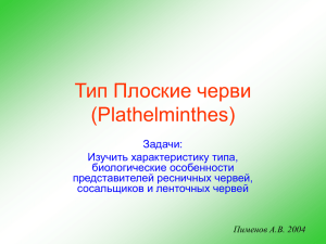 Тип Плоские черви (Plathelminthes)