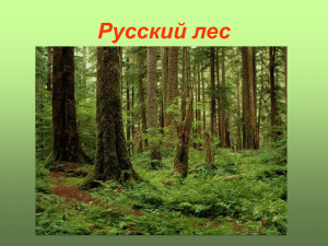 КВН Русский лес