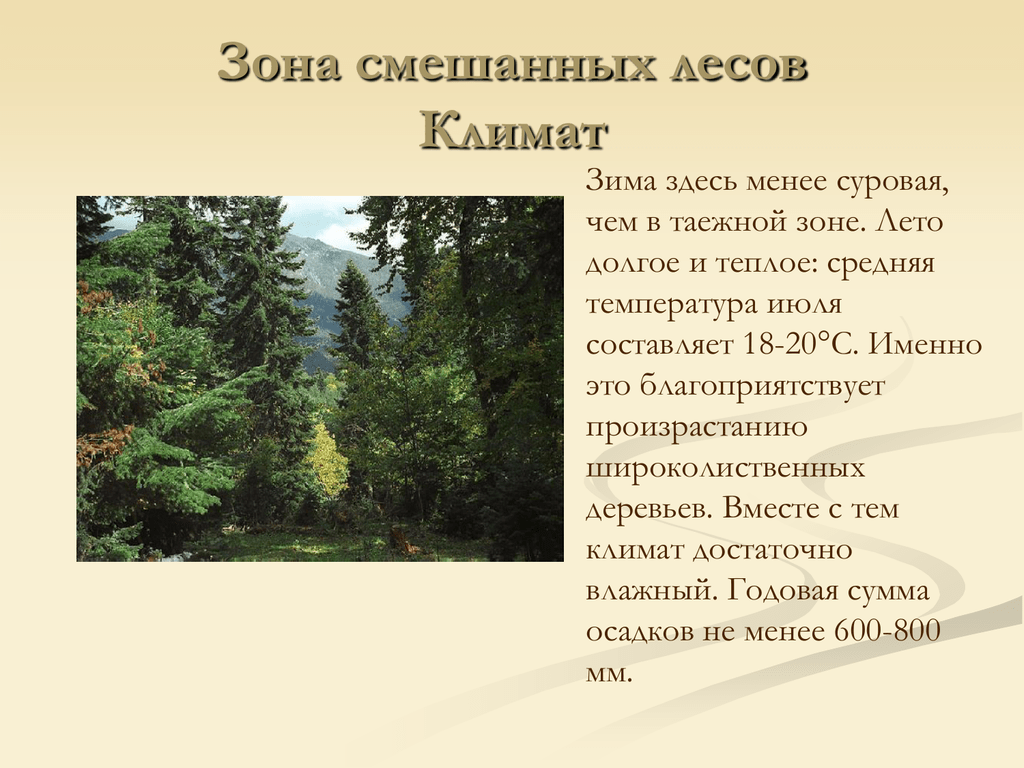 Какое лето в зоне лесов. Климат зоны лесов. Климат зоны смешанных и широколиственных лесов в России. Зона смешанных лесов климат. Смешанные и широколиственные леса природные условия.