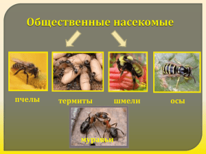пчелы термиты шмели осы