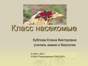 Класс насекомые Кублова Елена Викторовна учитель химии и биологии © ИРО, 2007 г.