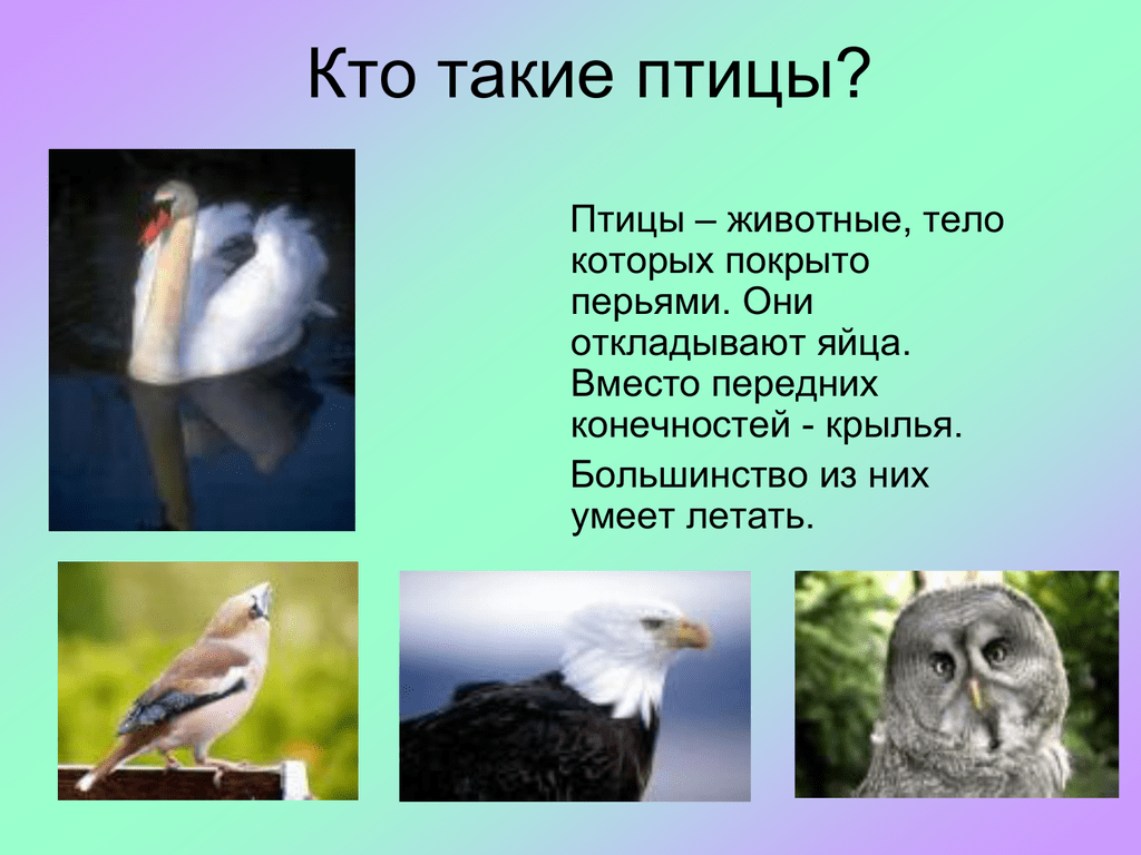 Птицы и животные какой жанр. Кто такие птицы. Птицы для презентации. Презентация птицы 1 класс. Определение кто такие птицы.