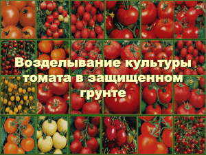 Возделывание культуры томата в защищенном грунте