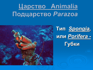 Тип Spongia