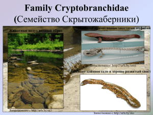 Family Cryptobranchidae. Семейство Скрытожаберники.
