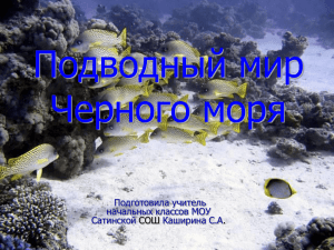 Подводный мир Черного моря Подготовила учитель начальных классов МОУ