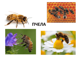 Презентация пчелы