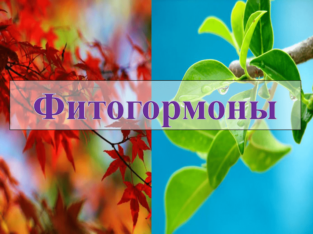 Фитогормоны для растений. Фитогормоны. Гормоны растений фитогормоны. Фитогормоны презентация. Синтез фитогормонов растений.