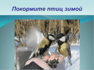 Покормите птиц зимой