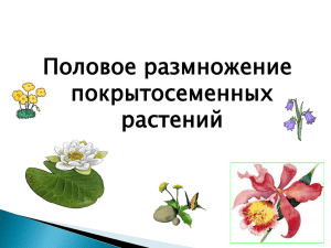 6 класс Половое размножение цветковых растений