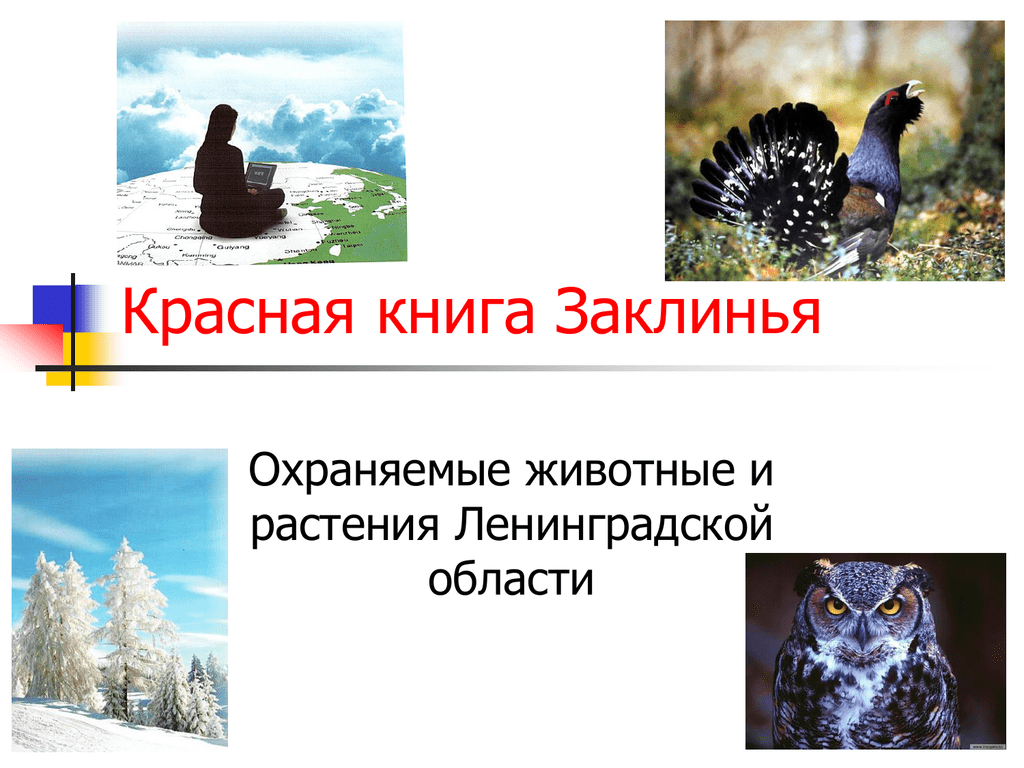 Красная книга ленинградской области животные и растения с картинками