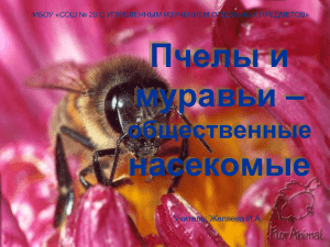 Пчелы и муравьи – общественные насекомые