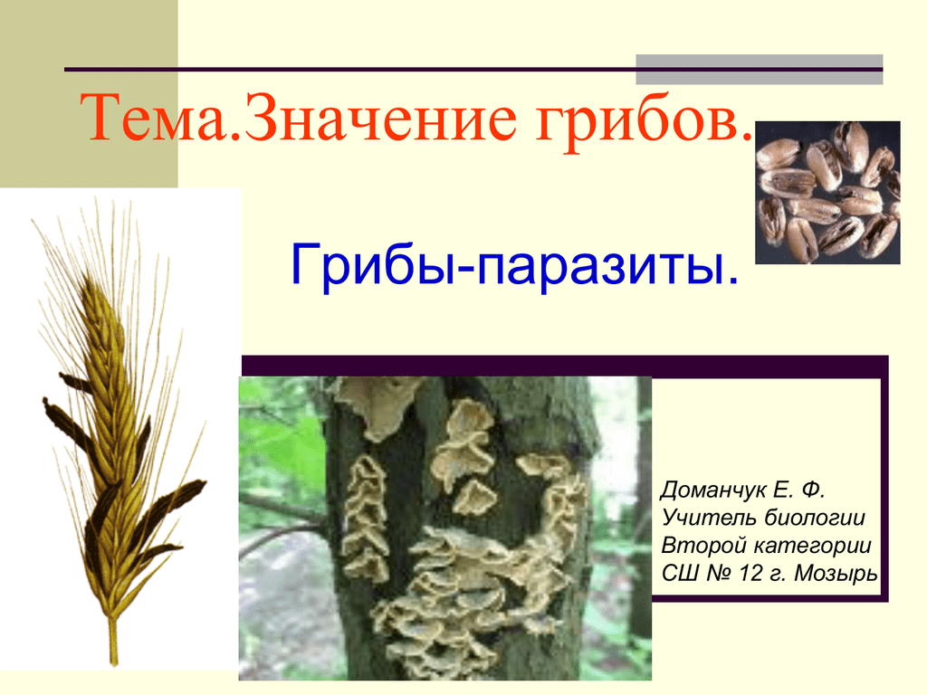 Сообщение на тему грибы паразиты. Паразитические грибы. Грибы паразиты. Роль грибов паразитов в жизни человека.