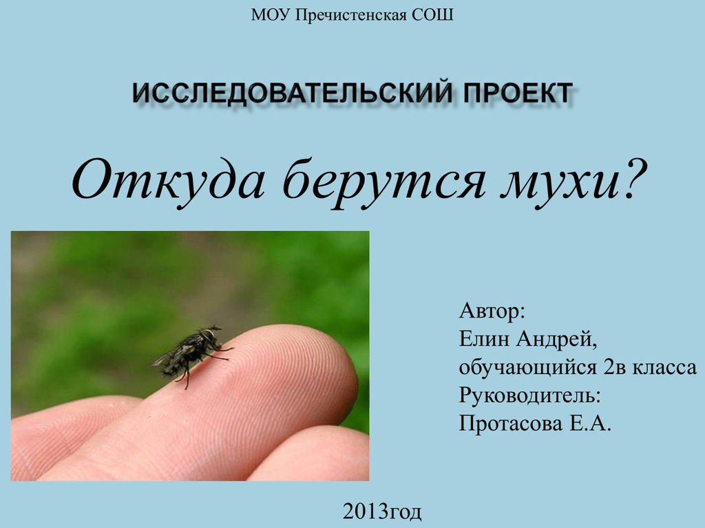 Где мухи. Откуда берутся мухи. Откуда появляются мухи. Как появляются мухи. Откуда появляются мушки.