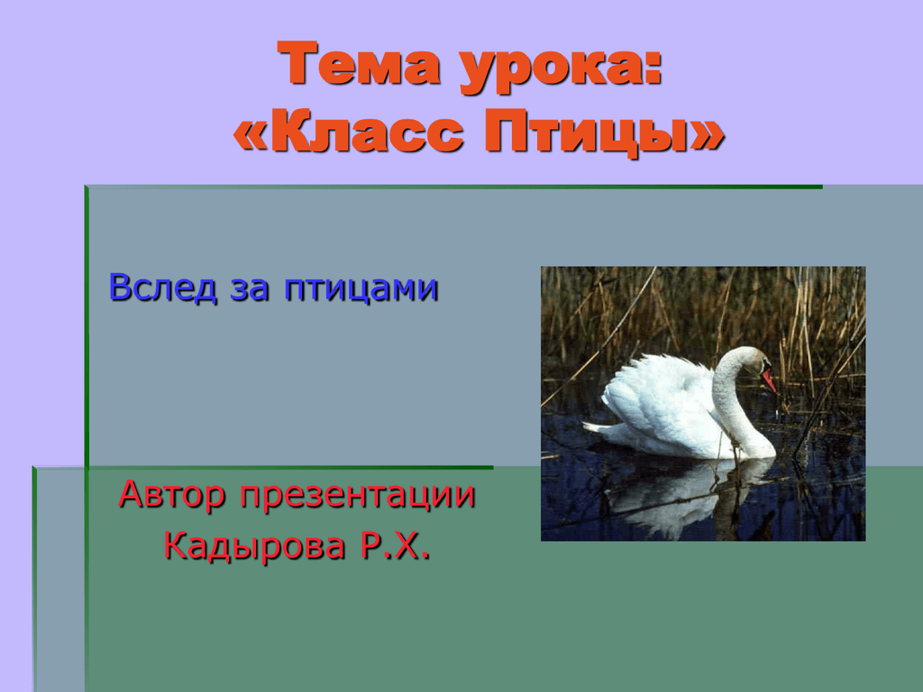 Класс птицы. Класс птицы презентация. Презентация по биологии птицы. Презентация по биологии на тему класс птицы. Птицы презентация 7 класс.