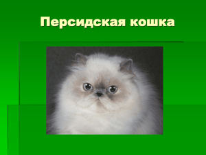 Персидская кошка - art.ioso.ru, 2009
