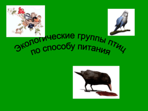 Экологические группы птиц по способу питания