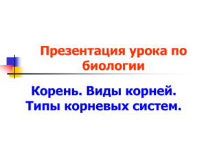 Презентация урока по биологии Корень. Виды корней. Типы корневых систем.