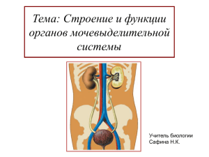 Тема: Строение и функции органов мочевыделительной системы