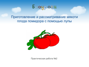 Приготовление и рассматривание мякоти плода помидора с