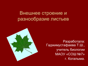 Внешнее строение и разнообразие листьев Разработала: Гаджимустафаева Т.Ш.,
