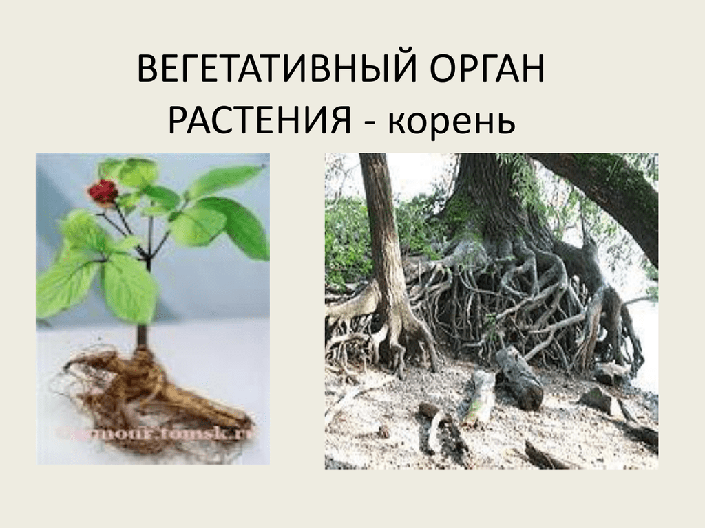 Функция органа корень. Вегетативные органы корень. Вегетативные корни растений. Корень вегетативный орган растения. Остов растения это.
