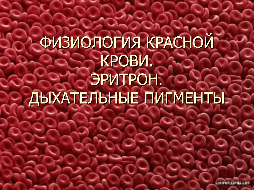 Реферат: Пигменты крови