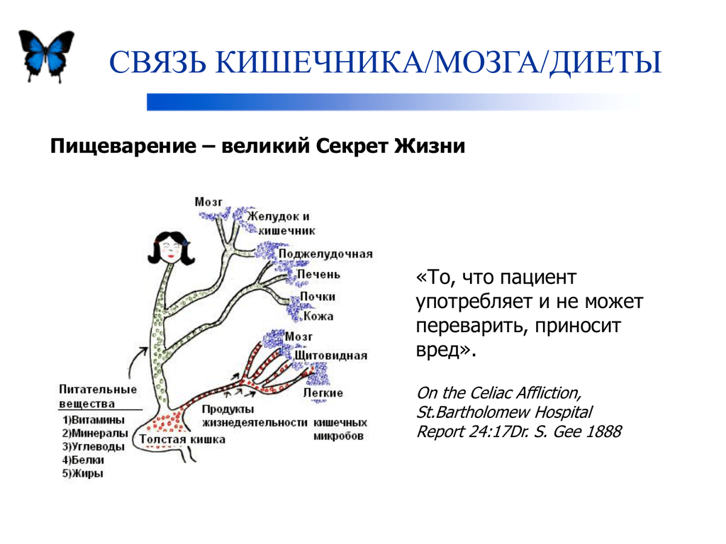 Ось кишечник мозг схема