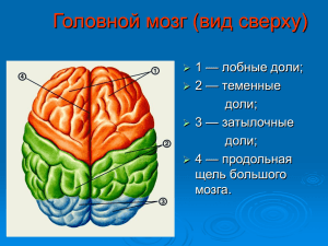 Головной мозг (вид сверху) — лобные доли; 1 — теменные
