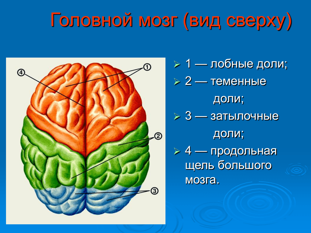Виды мозга. Большие полушария головного мозга вид сбоку. Строение головного мозга сверху. Строение мозга вид спереди. Строение головного мозга сбоку.