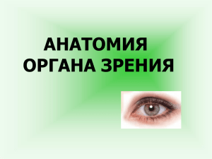 анатомия огана зрения