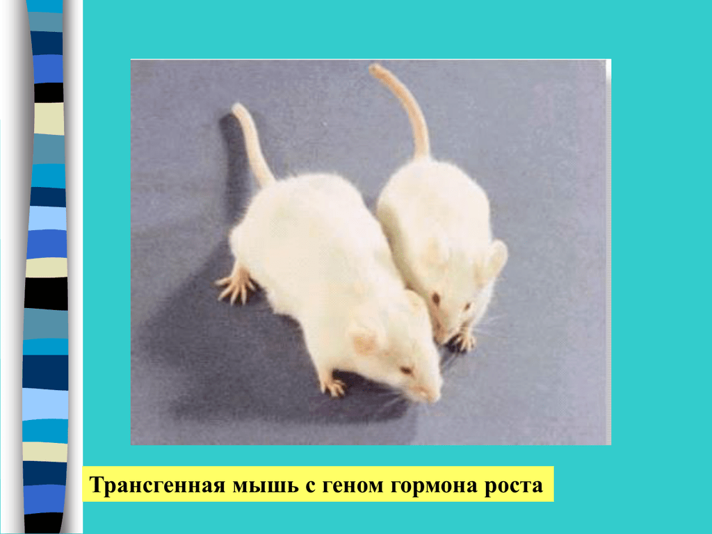 Мышь рост. Трансгенные мыши. Первые трансгенные животные. Первые трансгенные мыши. Трансгенные мыши с крысой.