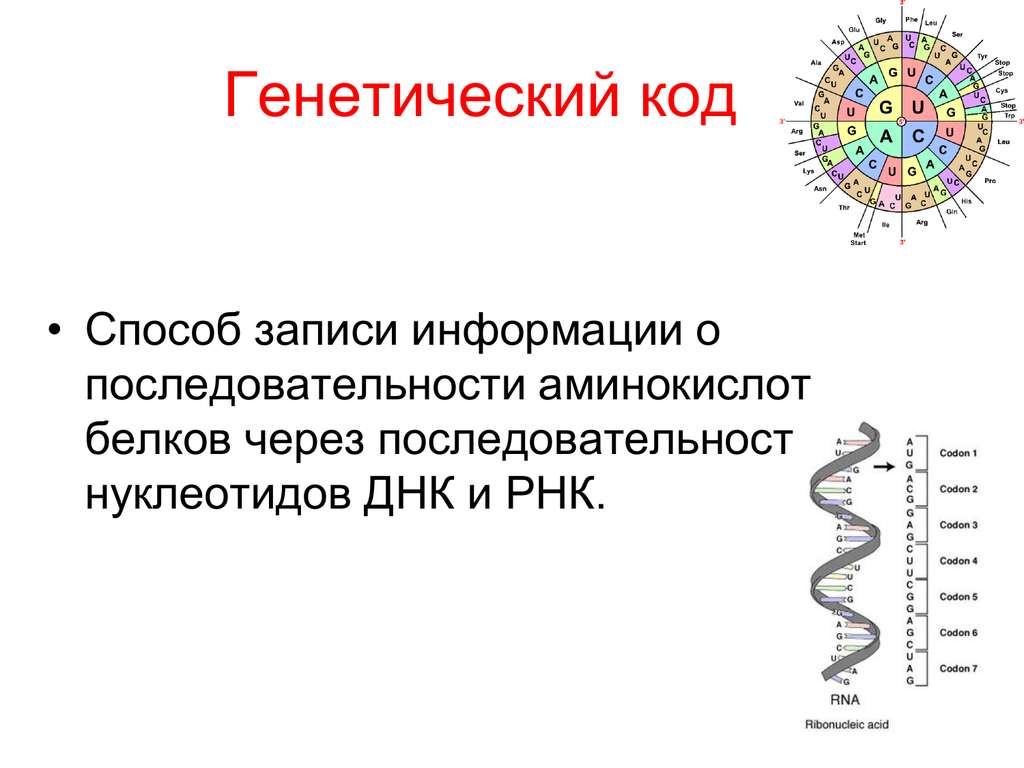 Белковый код. Схема расшифровка генетической информации. Генетический код. Наследственная информация и генетический код. Генетический код белка.