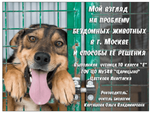 Мой взгляд на проблему бездомных животных в г. Москве и