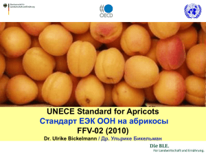 UNECE Standard for Apricots FFV-02 (2010) Стандарт ЕЭК ООН на абрикосы