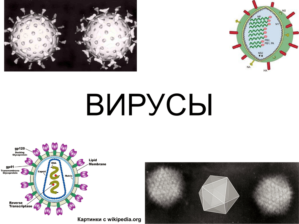 Тест 1 вирусы. Вирусы. Вирусы картинки. Изображение вируса. Вирус рисунок.