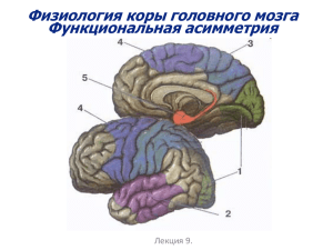 Лекция 9. Кора мозга, функциональная асимметрия