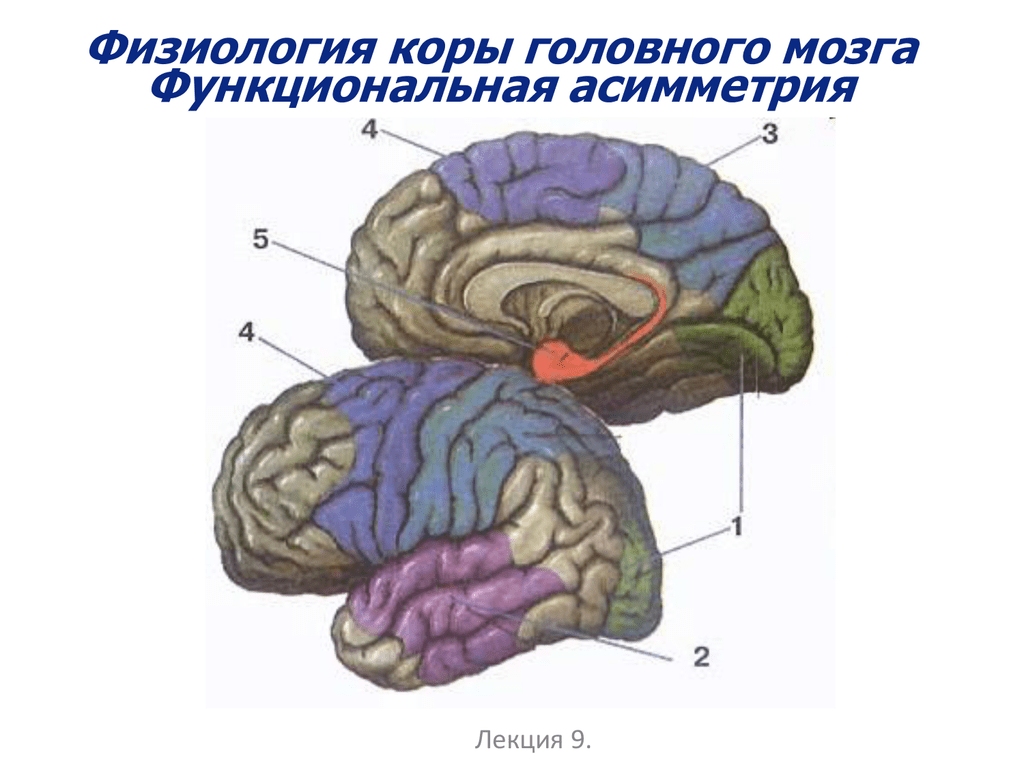 5 зон мозга