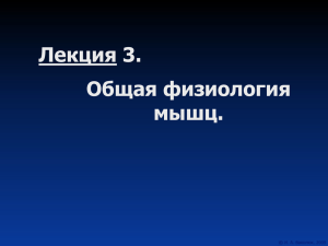 Лекция 3 Общая физиология мышц