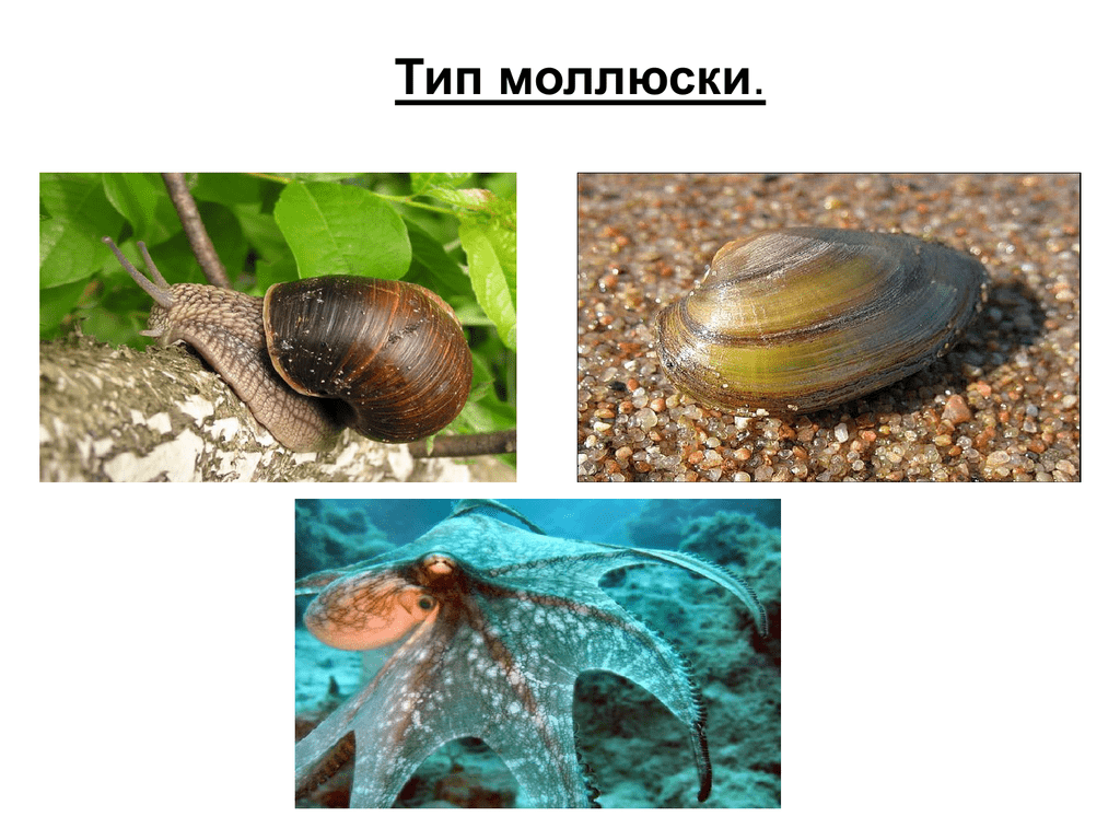 Беспозвоночные животные моллюски примеры. Тип моллюски. Животные типа моллюски. Беспозвоночные моллюски. Беспозвоночные Тип моллюски.